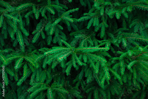 Background of Christmas tree branches.