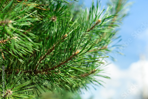 Close-up photo of pine tree branches during sunny spring day. Blue skies with soft focused, blurred green tree branches in background
