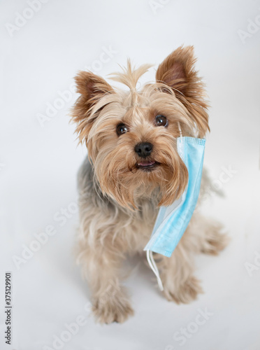 funny cute dog yorkshire terrier in medical mask for coronavirus © Настя Качурак