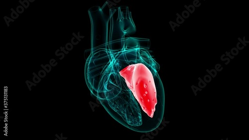 Heart Anatomy Right ventricle For Medical Concept 3D photo