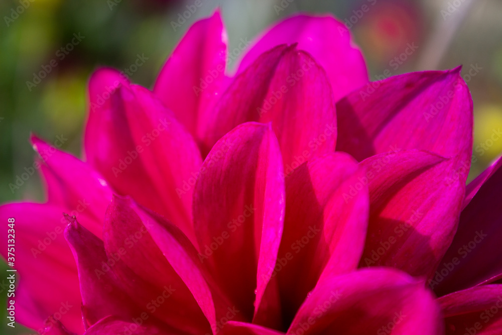 Colorful dahlia flower red purple close up on a green background of vegetation.