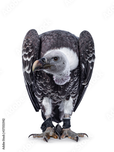 Young adult Rüppell's griffin vulture  sitting full body facing front. Head down and turned to the side. Isolated on white background. photo