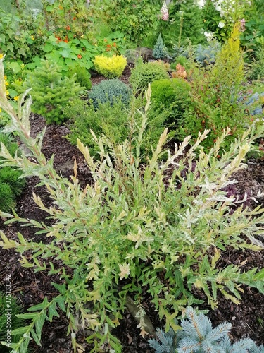 beautiful willow bush Hakuro-Nishiki with pink tips of branches on the background of small conifers in the plant nursery.flower desktop wallpaper photo