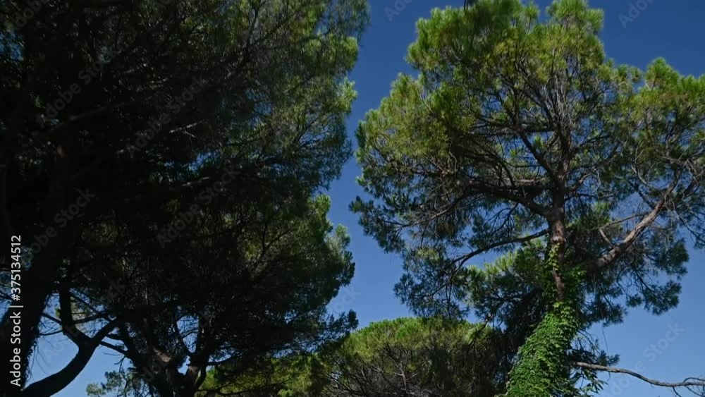Moving under pine tree alley. Looking up to the blue sky and branches. Seaside vegetation. Wide shot, forward dolly moving Moving under pine tree alley. Looking up to the blue sky and branches. Seaside vegetation. Wide shot, forward dolly moving