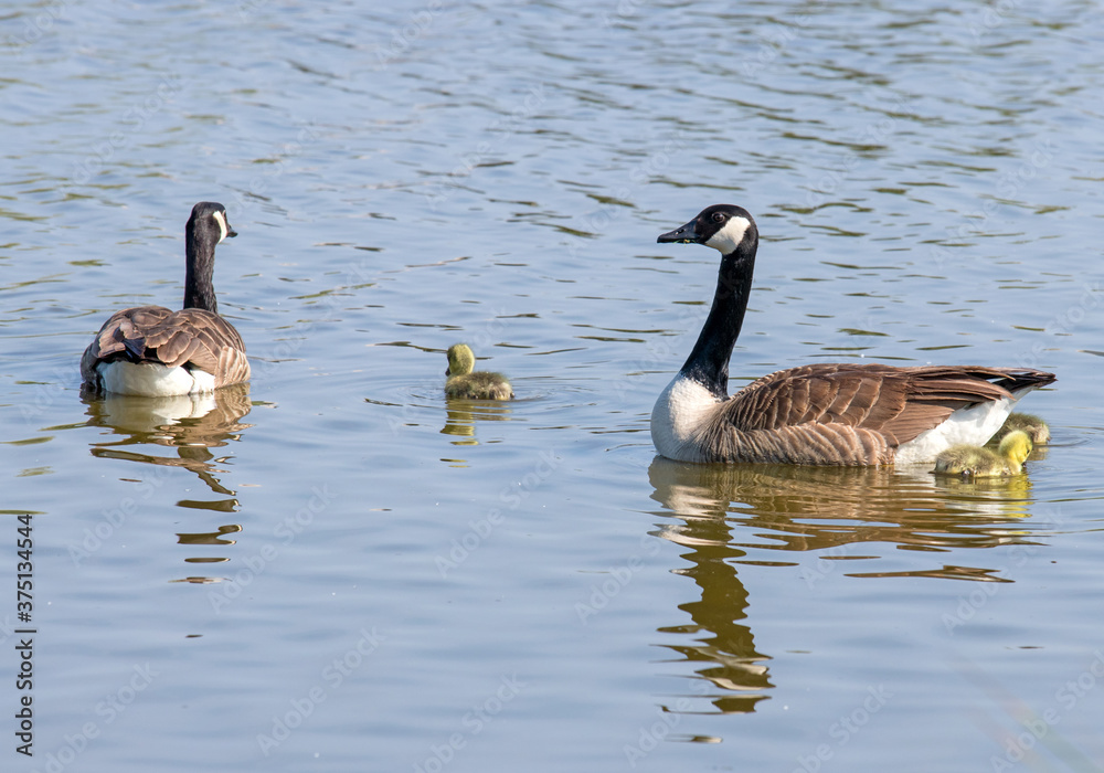 Pair of swimming Canada geese with chicks