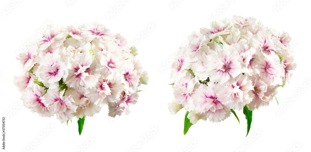 Two inflorescences of white-pink Chinese carnation isolated on white. Summer beautiful delicate flowers
