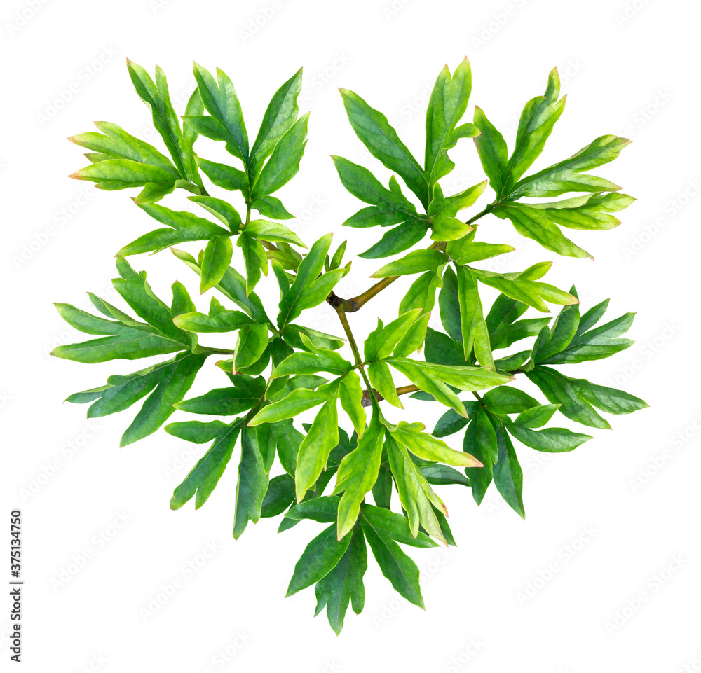 Naklejka premium Young peony bush in the shape of a heart isolated on white