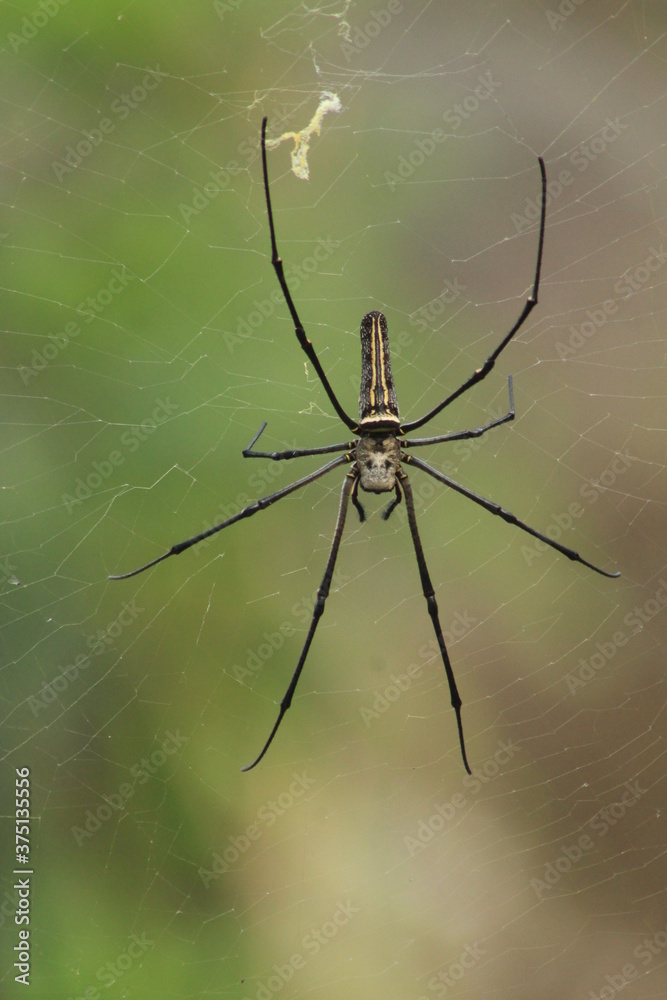 Spider with pretty color close up picture Spider with pretty color close up picture