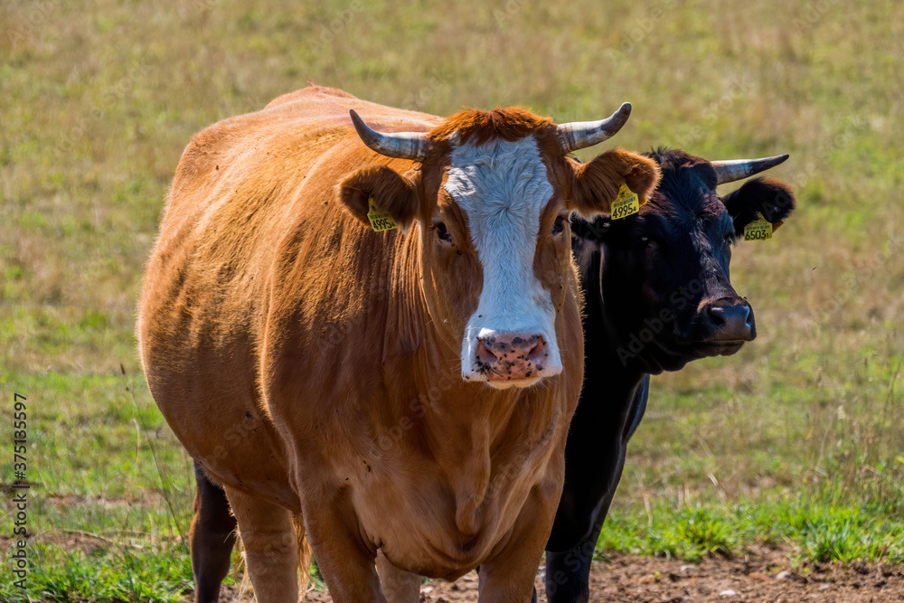 close-up on cows on pasture with a fuzzy background