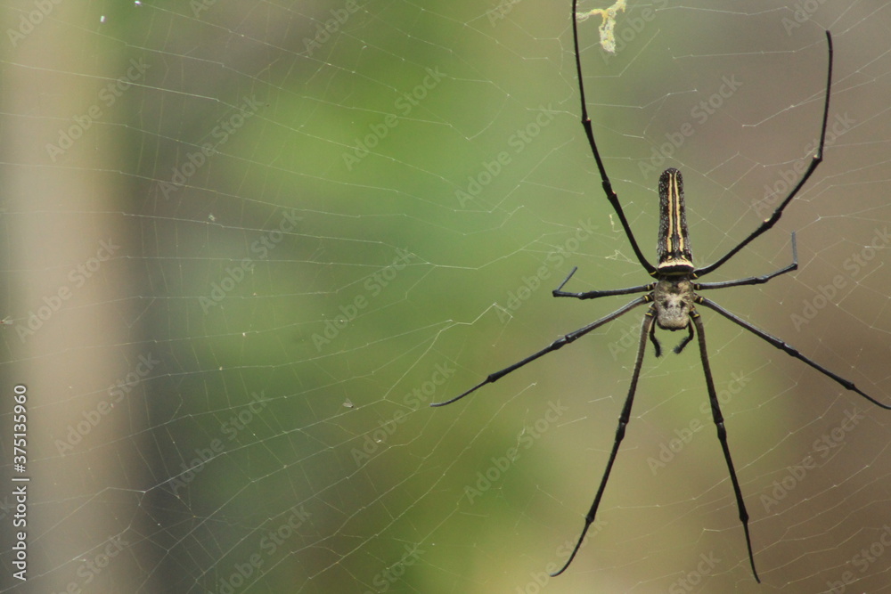 Spider with pretty color close up picture Spider with pretty color close up picture