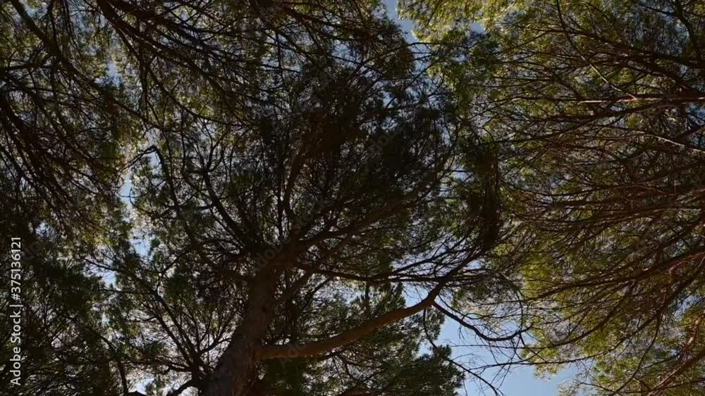 Moving under pine tree alley. Looking up to the blue sky and branches. Seaside vegetation. Close up, left parallel moving Moving under pine tree alley. Looking up to the blue sky and branches. Seaside vegetation. Close up, left parallel moving
