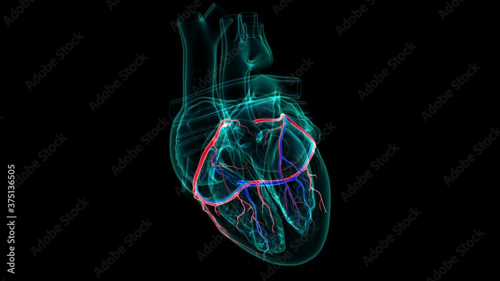 Heart Anatomy Coronary Arteries And Cardiac Veins For Medical Concept heart-anatomy-coronary-arteries-and-cardiac-veins-for-medical-concept