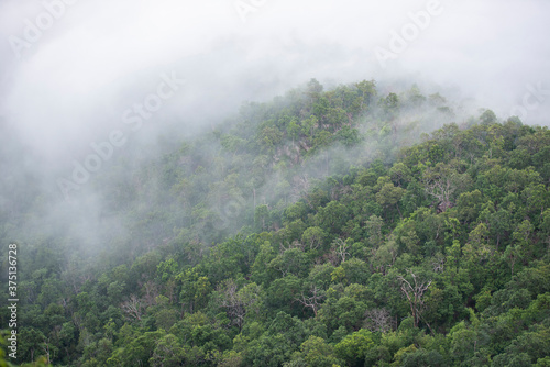 misty forest   Foggy morning mist in valley beautiful in Thailand Asian - Misty landscape mountain fog and forest tree view on top Aerial view