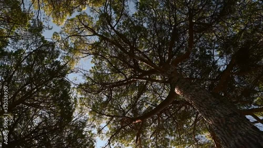 Moving under pine tree alley. Looking up to the blue sky and branches. Seaside vegetation. Close up, left parallel moving Moving under pine tree alley. Looking up to the blue sky and branches. Seaside vegetation. Close up, left parallel moving