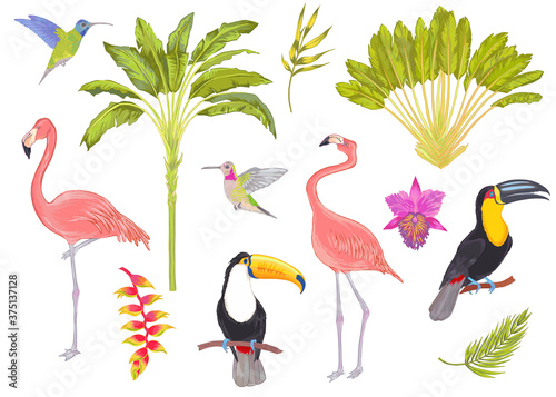 Vector watercolor tropical bird, trees, flowers and leaves. Toucan flamingo colibri macaw parrot birds, orchid flowers, areca palm heliconia flower. Cololful tropic background isolated on white