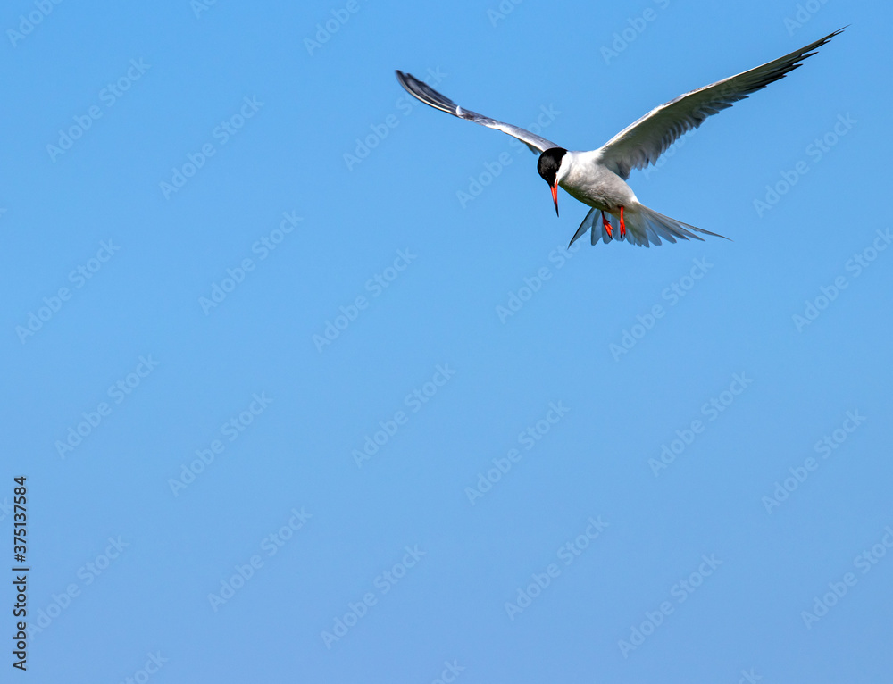 Hunting common tern, hovering over water Hunting common tern, hovering over water