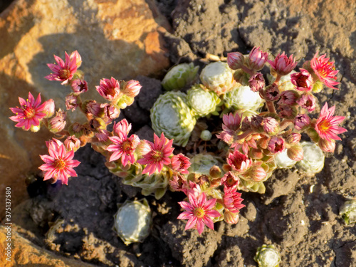 Blooming Succulent Plant On The Rock