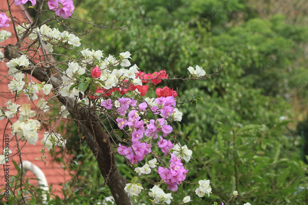 Obraz premium pretty flowers at garden with beautiful multicolor picture