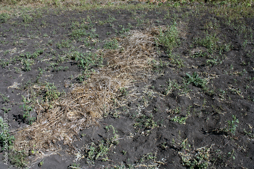 Dried grass on the bare ground in the field.