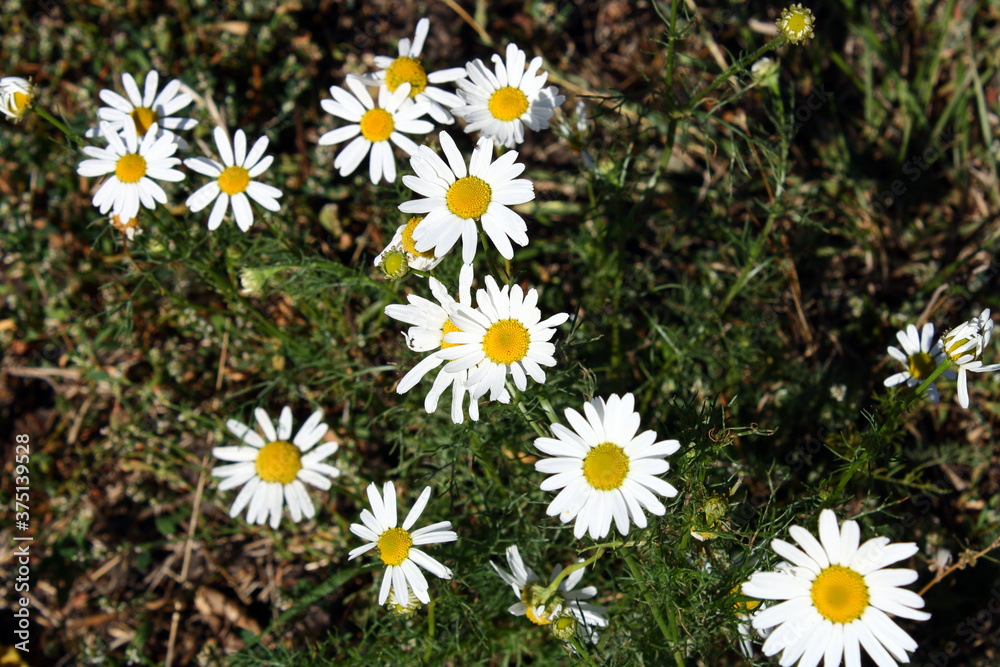 A few wild chamomile flowers in a clearing.