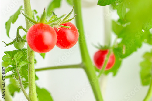 Cherry tomatoes on the branch close up