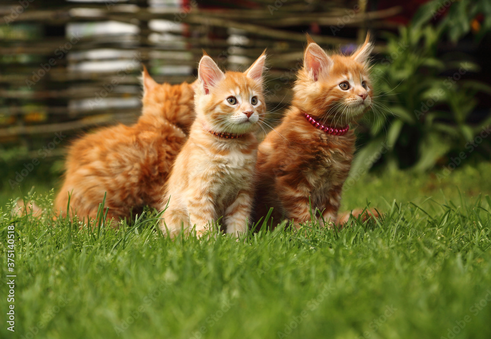Three beautiful ginger maine coon kittens sitting on green grass background on summer sunny weather. Fun beautiful