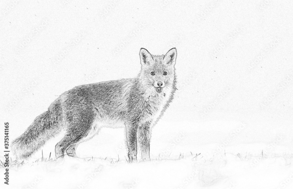 Obraz premium Fox (Vulpes vulpes) sketch image