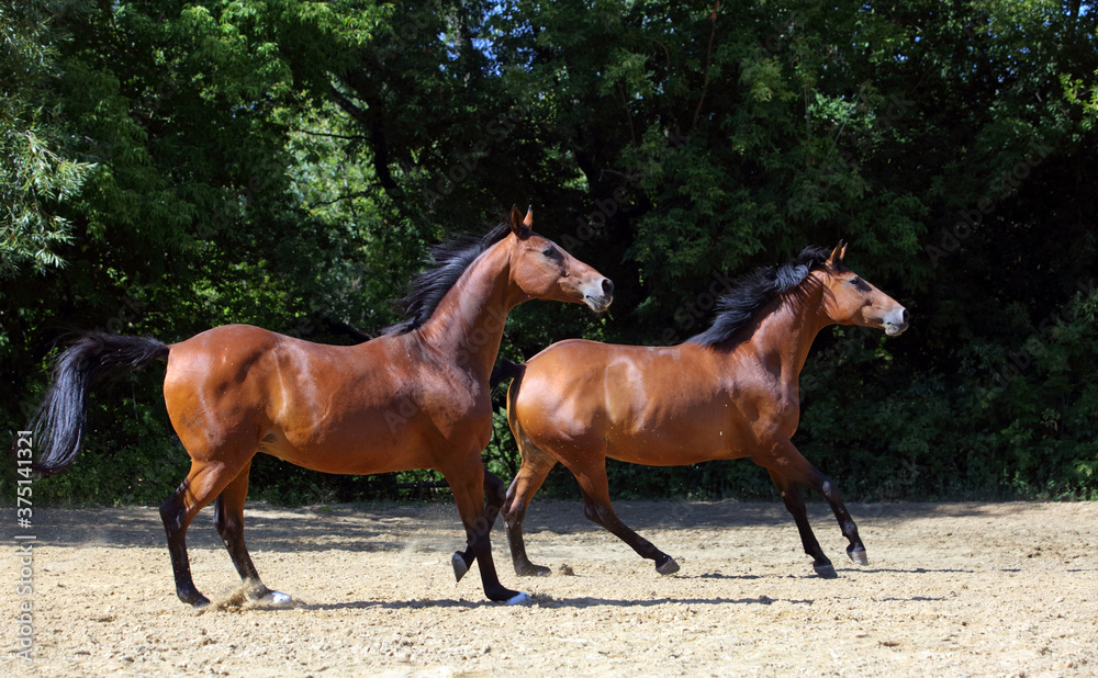 Two horses running along the forest road Two horses running along the forest road