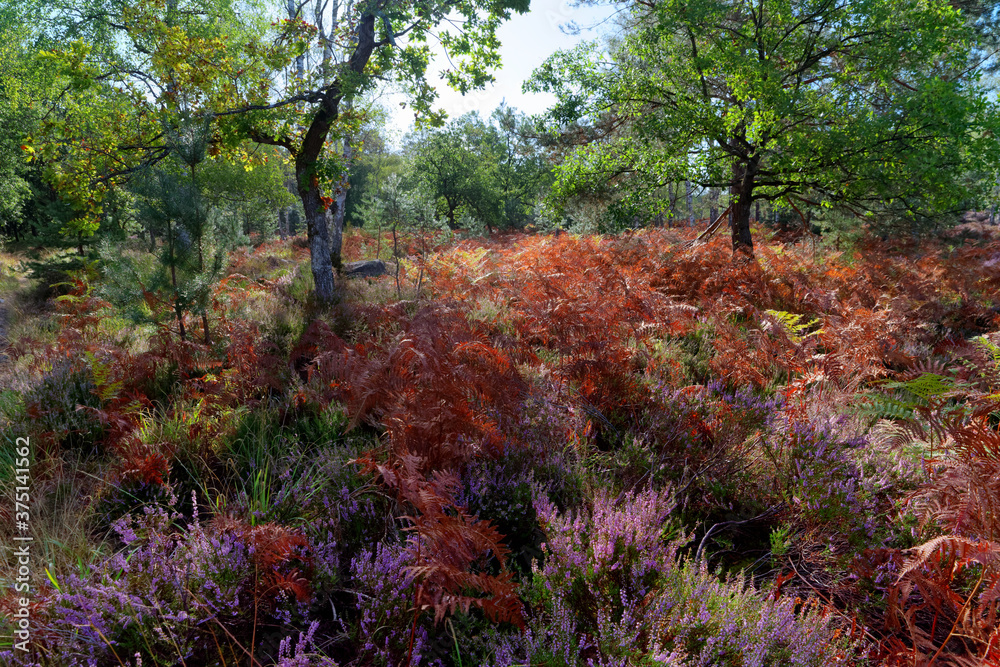 Heatland and fern in Fontainebleau forest Heatland and fern in Fontainebleau forest
