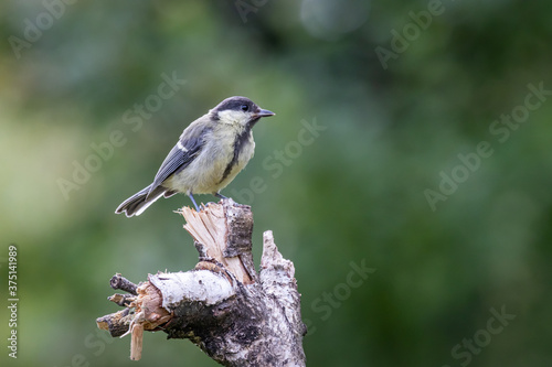 Great tit (Parus major)