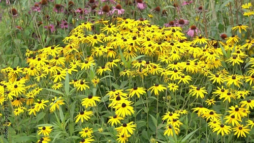 Rudbeckia fulida var Sullivantii 'Goldsturm' a yellow summer flower plant native to North America commonly known as black eyed Susan or coneflower video footage clip photo