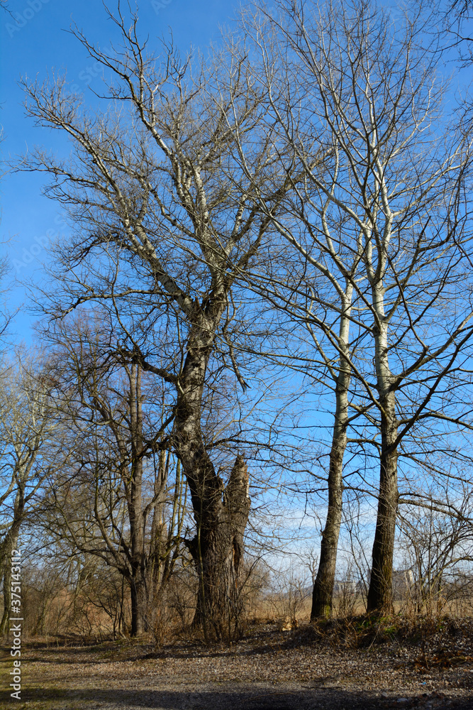 Trees in autumn