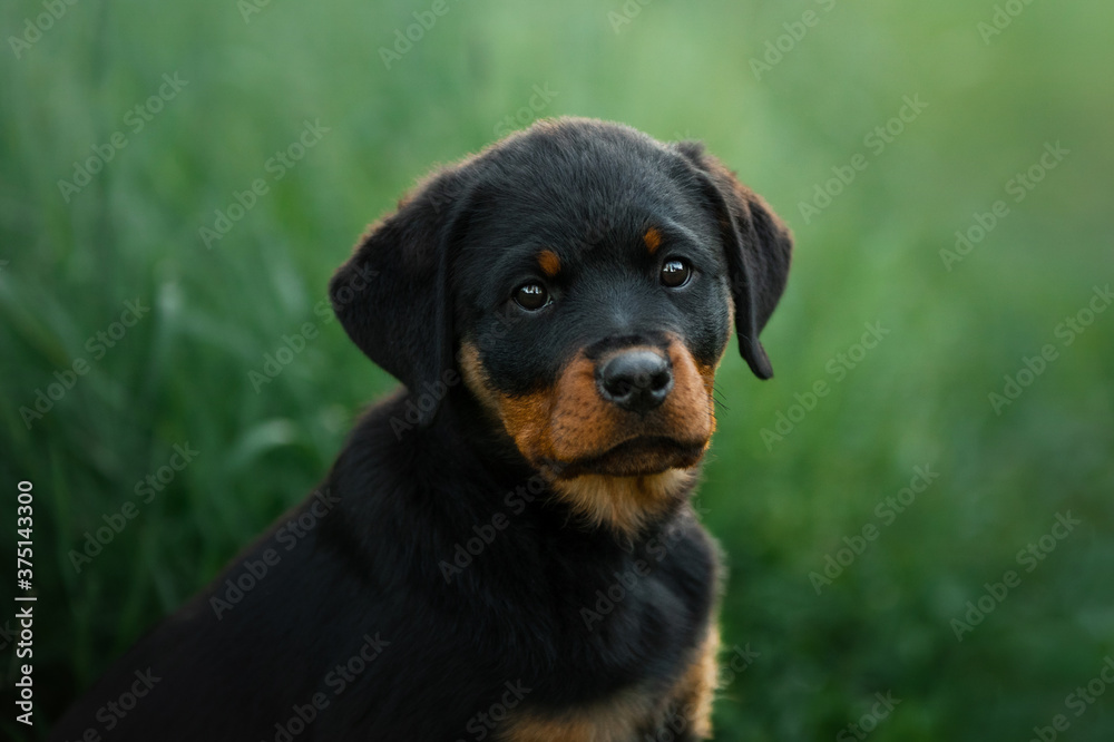 Rottweiler dog in nature. portrait of a puppy on the grass.