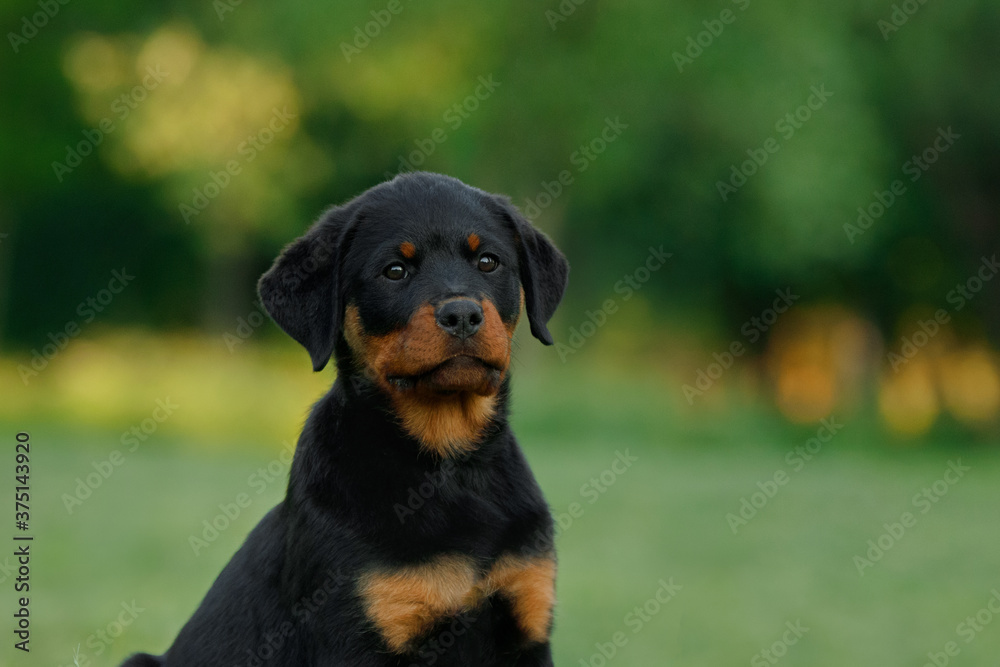 Rottweiler dog in nature. portrait of a puppy on the grass. Rottweiler dog in nature. portrait of a puppy on the grass.