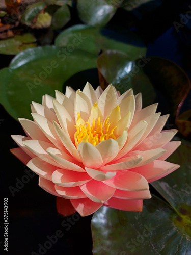 Close up pink yellow water lily flower on a background of green leaves  illuminated by the morning sun.