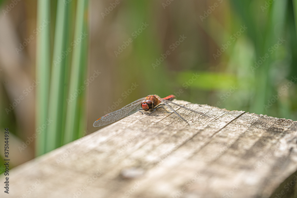 Close up macro view of Red Darter Dragonfly Head Eyes and Wings Close up macro view of Red Darter Dragonfly Head Eyes and Wings