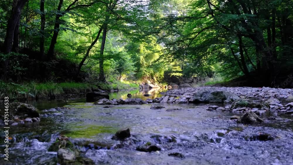 beautiful river in green forest.summer time beautiful river in green forest.summer time