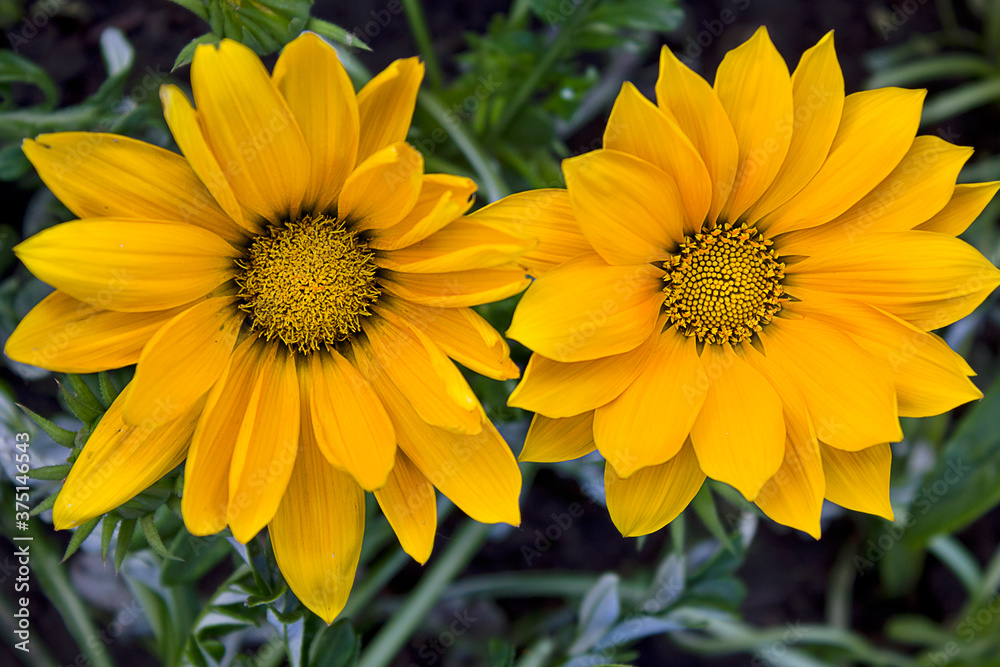 two yellow gerberas on a flower bed close-up two yellow gerberas on a flower bed close-up