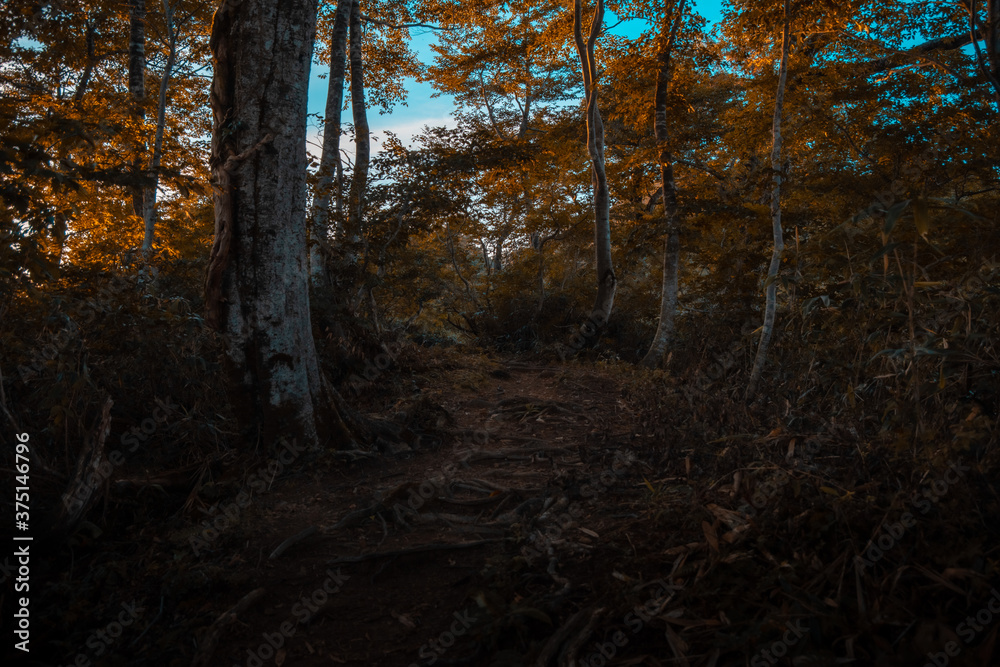 登山の風景