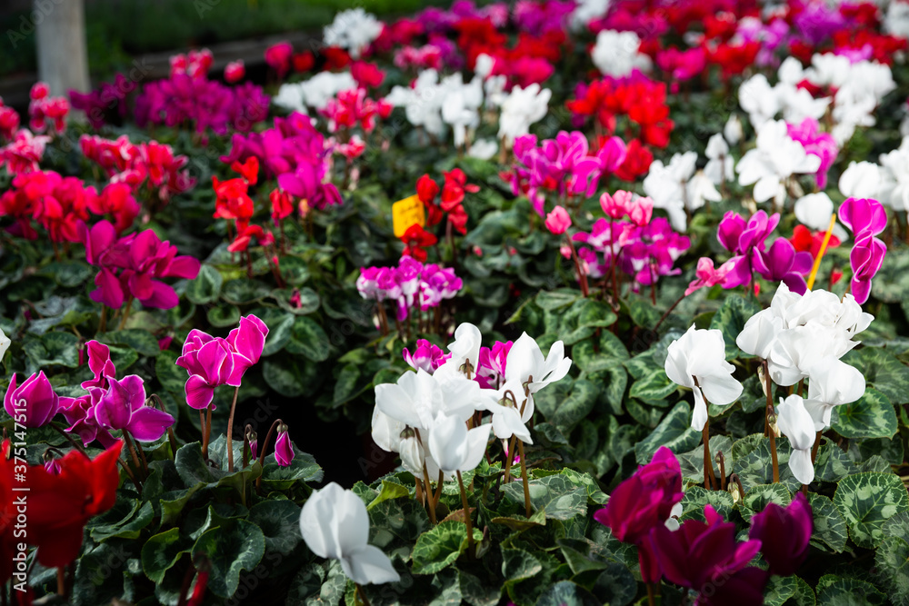 Blooming cyclamen with pink and red flowers growing in pots in greenhouse