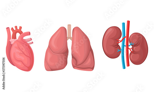 Heart and Lungs as Human Internal Body Part Vector Set