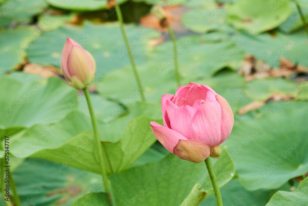 A pink lotus bud blooming on lake.