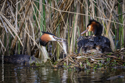 Great crested grebe (Podiceps cristatus) male bringing fish to female and chick photo