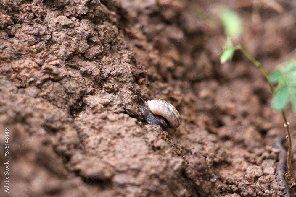 Snails hibernate during winter. By covering them with mucus. It keeps its skin moisturized all the time. Snails hibernate during winter. By covering them with mucus. It keeps its skin moisturized all the time.