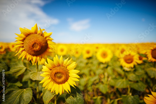 close up view of sunflowers in field isolated on blue sky background