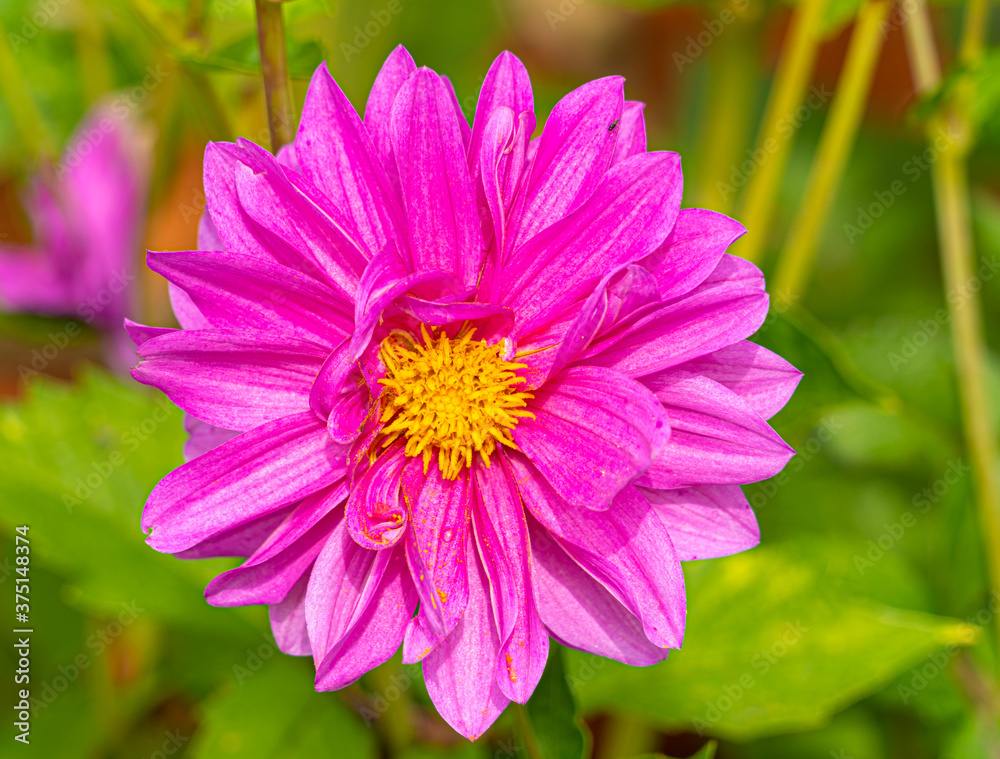Fototapeta premium Brightly Coloured Orange and Purple and Yellow Large headed wildflower