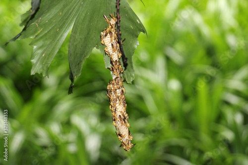 The wasps, such as yellowjackets and hornets, are in the family Vespidae.The majority of wasp species are solitary, with each adult female living and breeding independently.  photo