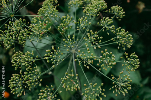 close up of a green plant