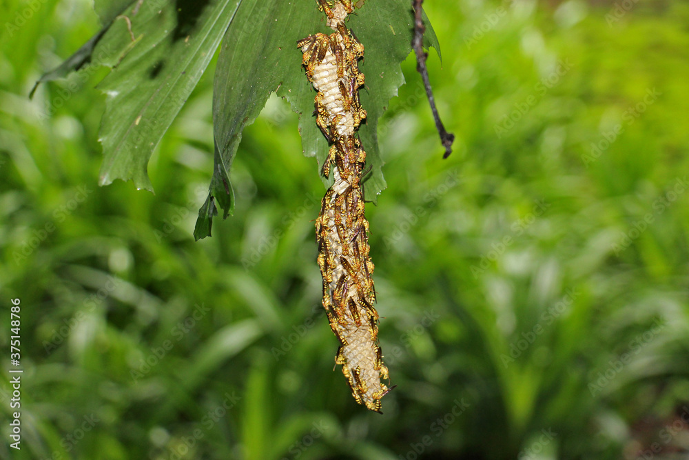 The wasps, such as yellowjackets and hornets, are in the family Vespidae.The majority of wasp species are solitary, with each adult female living and breeding independently. The wasps, such as yellowjackets and hornets, are in the family Vespidae.The majority of wasp species are solitary, with each adult female living and breeding independently.