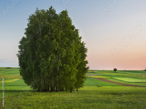 Fototapeta Naklejka Na Ścianę i Meble -  Brzozy